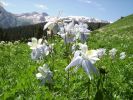 Columbine, the Colorado State Flower. 2009.