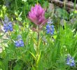 Pink Paint Brush and Lupine